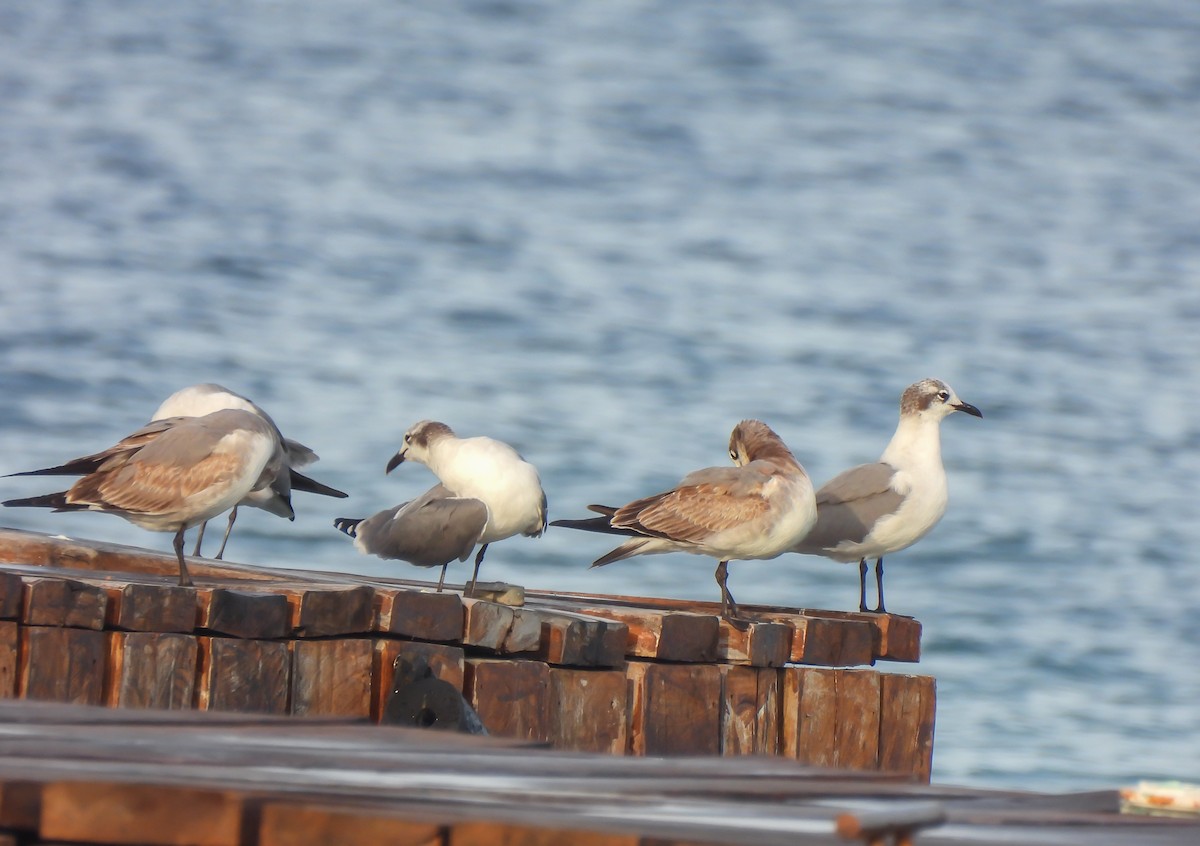 Laughing Gull - ML647524436