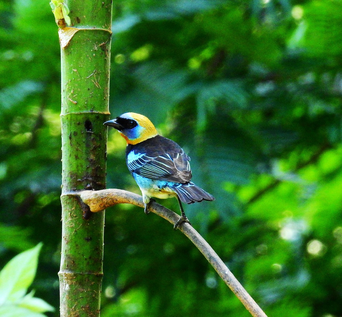 Golden-hooded Tanager - ML647524441
