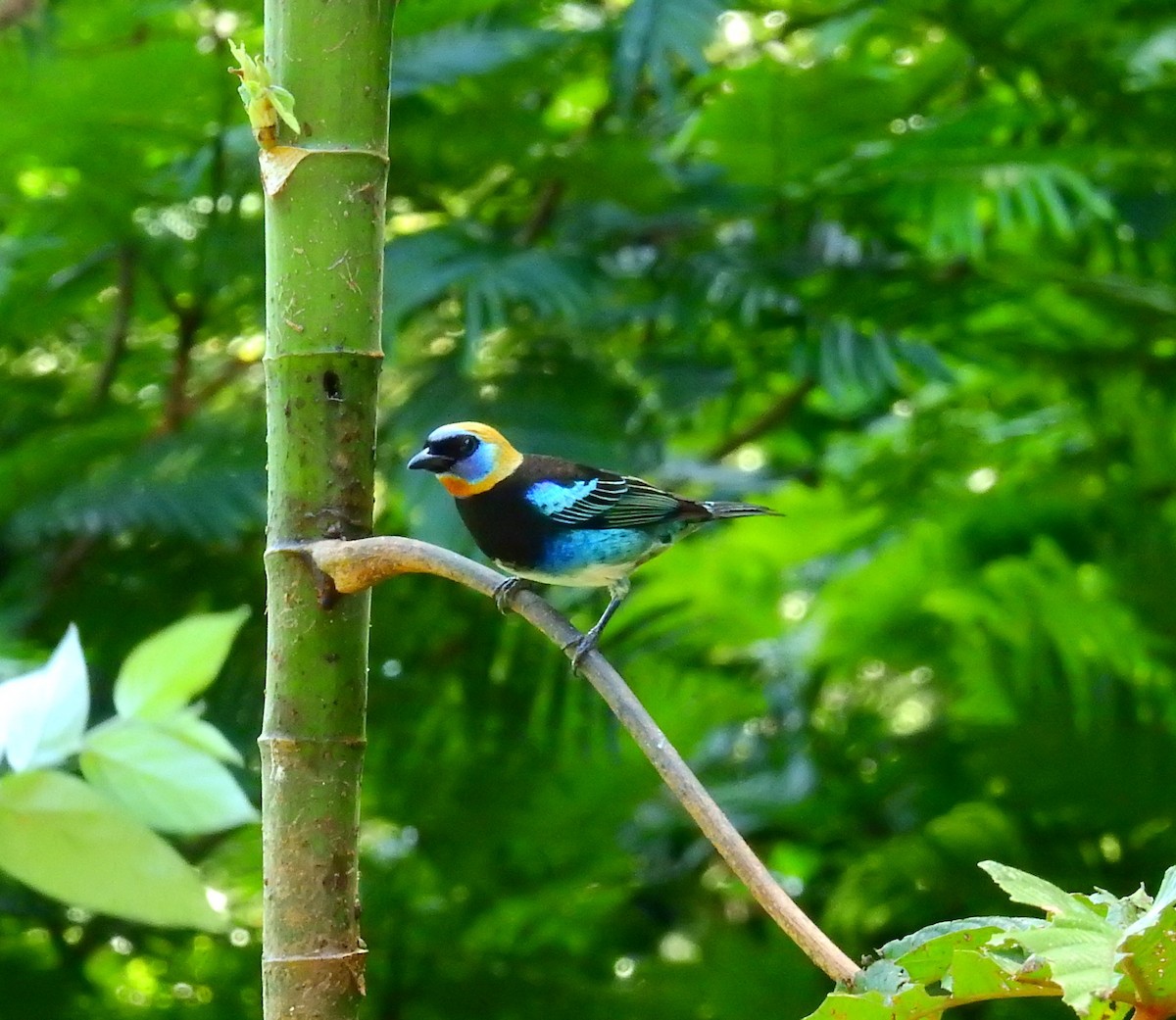Golden-hooded Tanager - ML647524442
