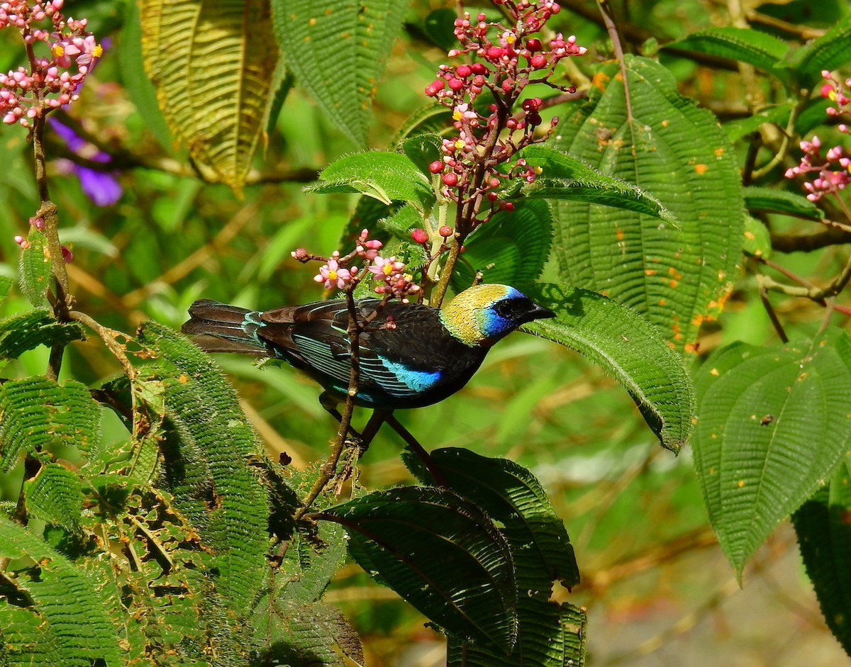 Golden-hooded Tanager - ML647524443