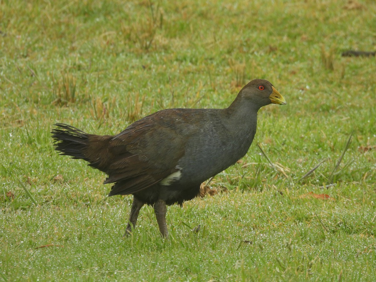 slípka tasmánská - ML647524458