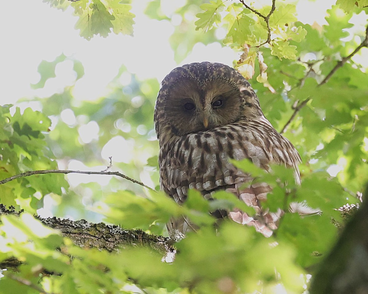 Urubi uraldarra - ML647524466