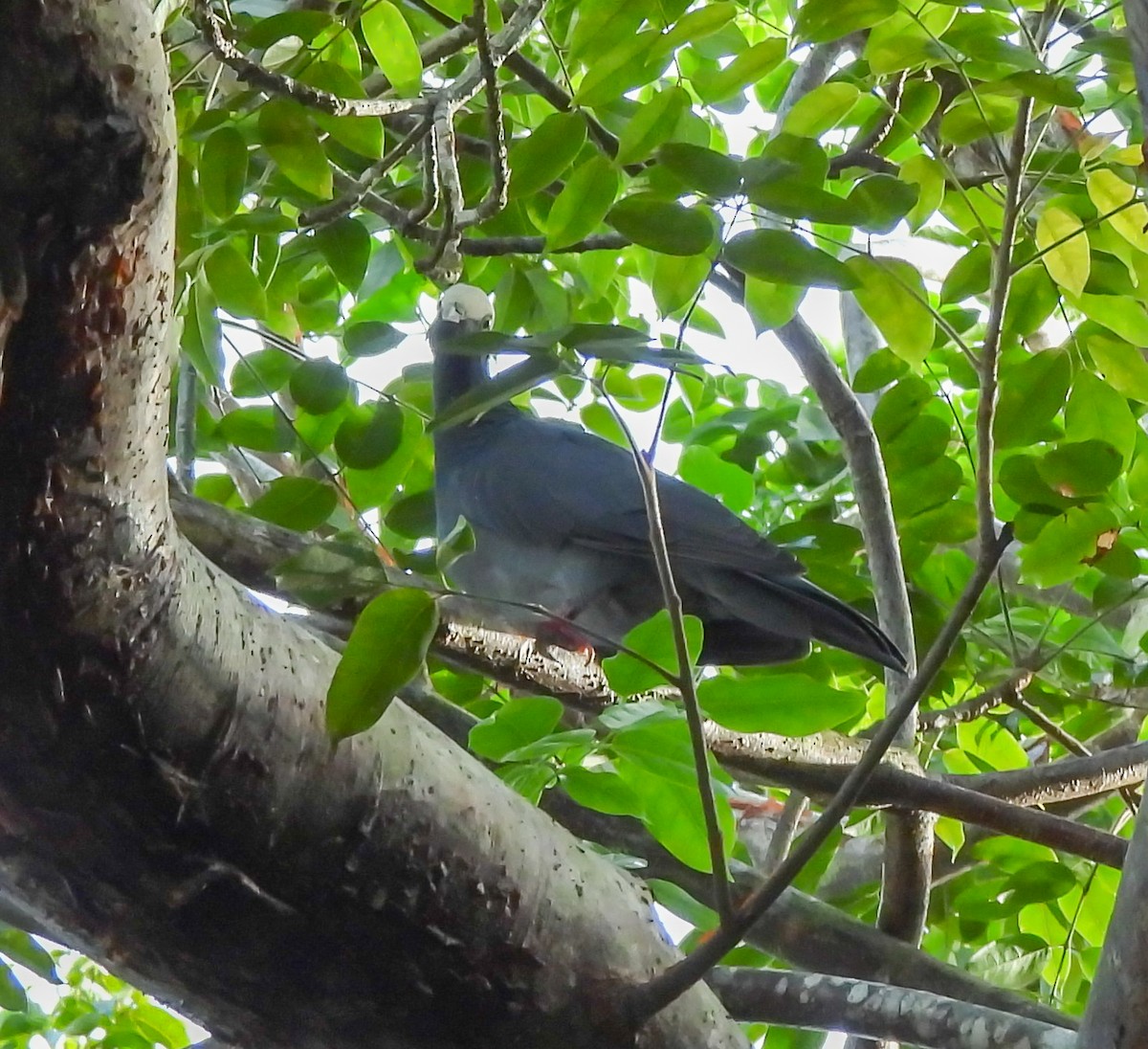 White-crowned Pigeon - ML647524472