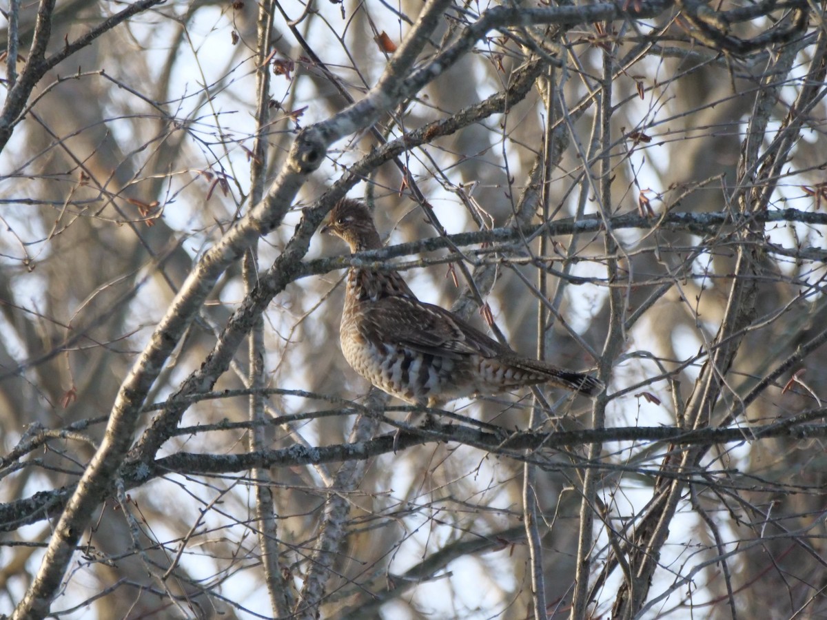 jeřábek kanadský - ML647524480