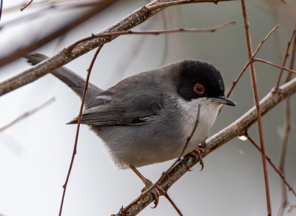 Sardinian Warbler - ML647524501