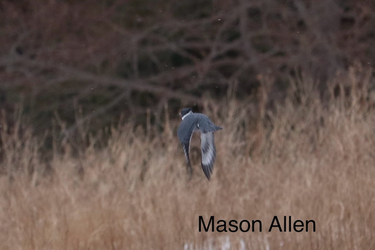 שלדג אמריקני - ML647524502
