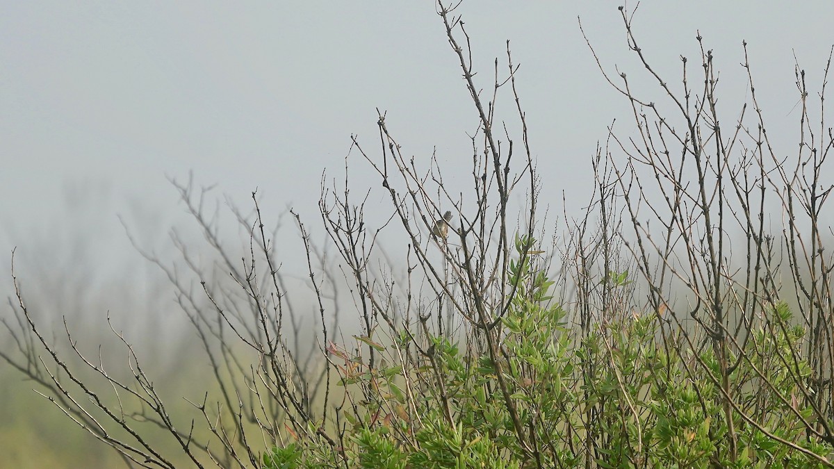 Sedge Wren - ML647524504