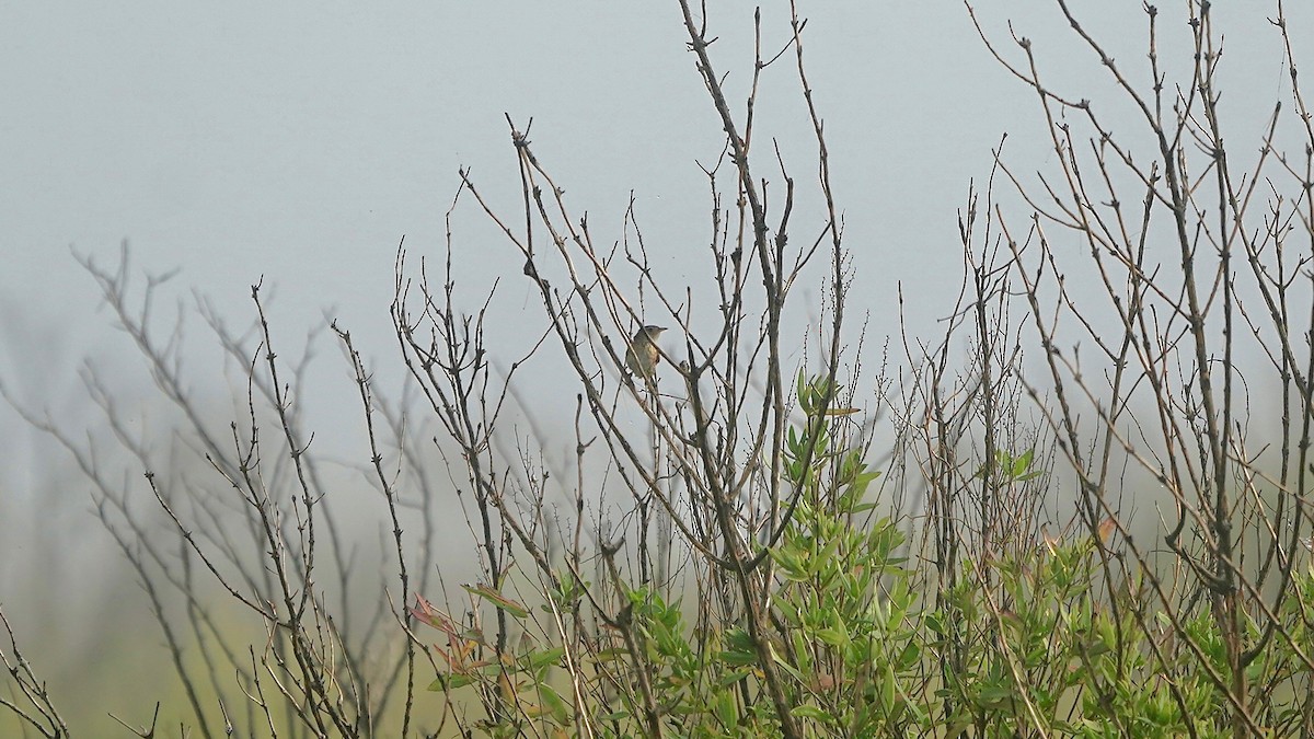 Sedge Wren - ML647524516