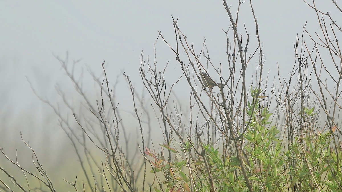 Sedge Wren - ML647524525