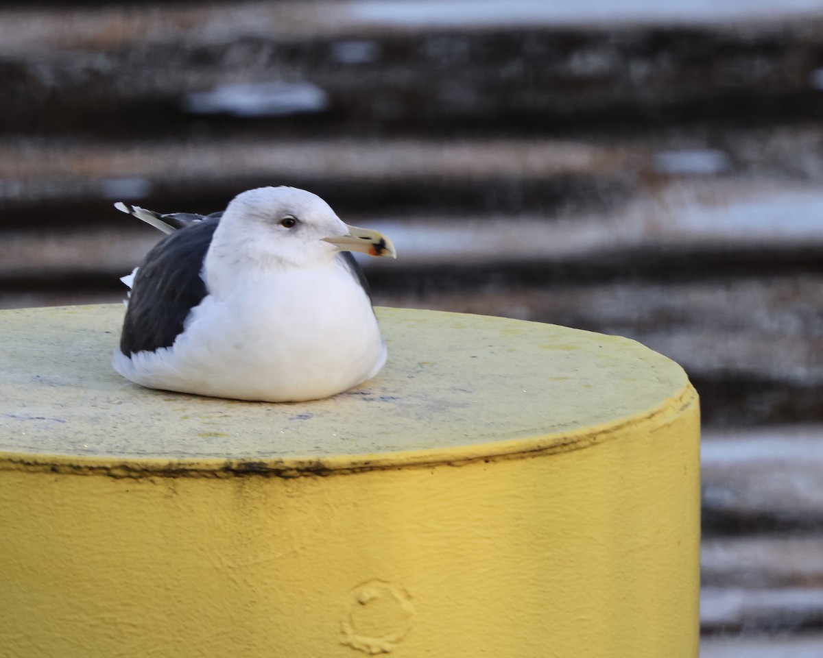 ニシセグロカモメ - ML647524526