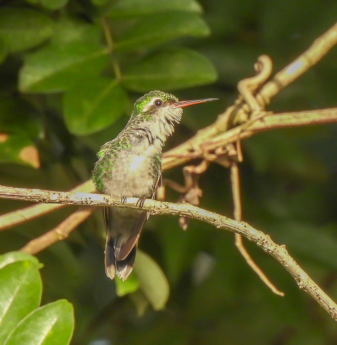 Émeraude de Cozumel - ML647524532