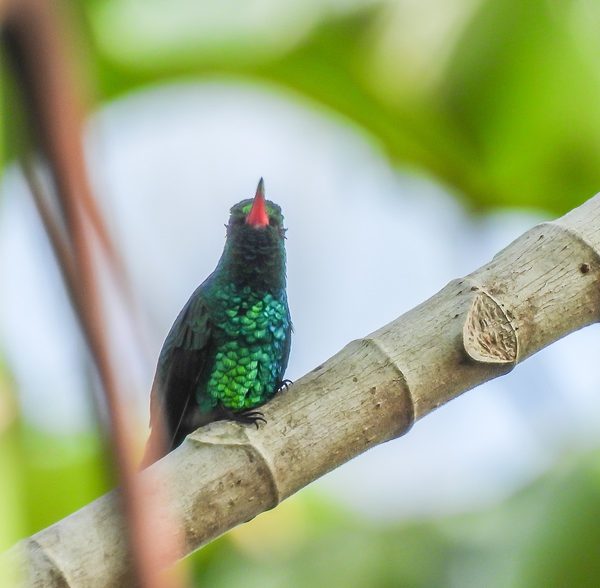 Émeraude de Cozumel - ML647524533
