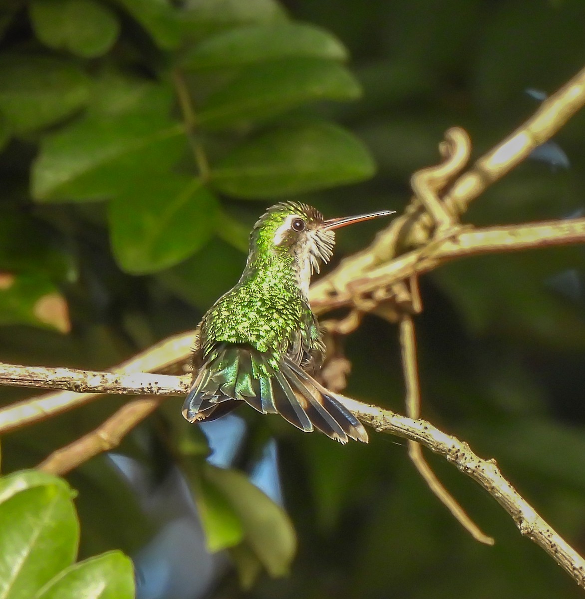 Émeraude de Cozumel - ML647524536