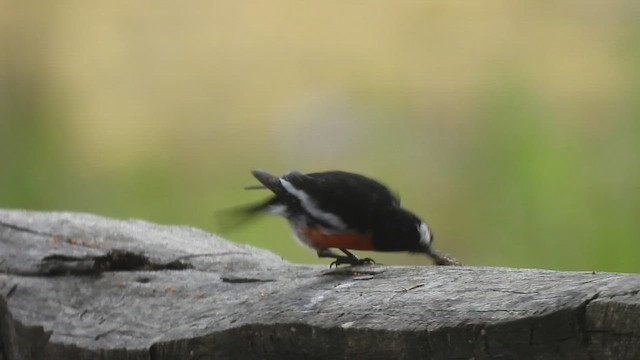 Scarlet Robin - ML647524561