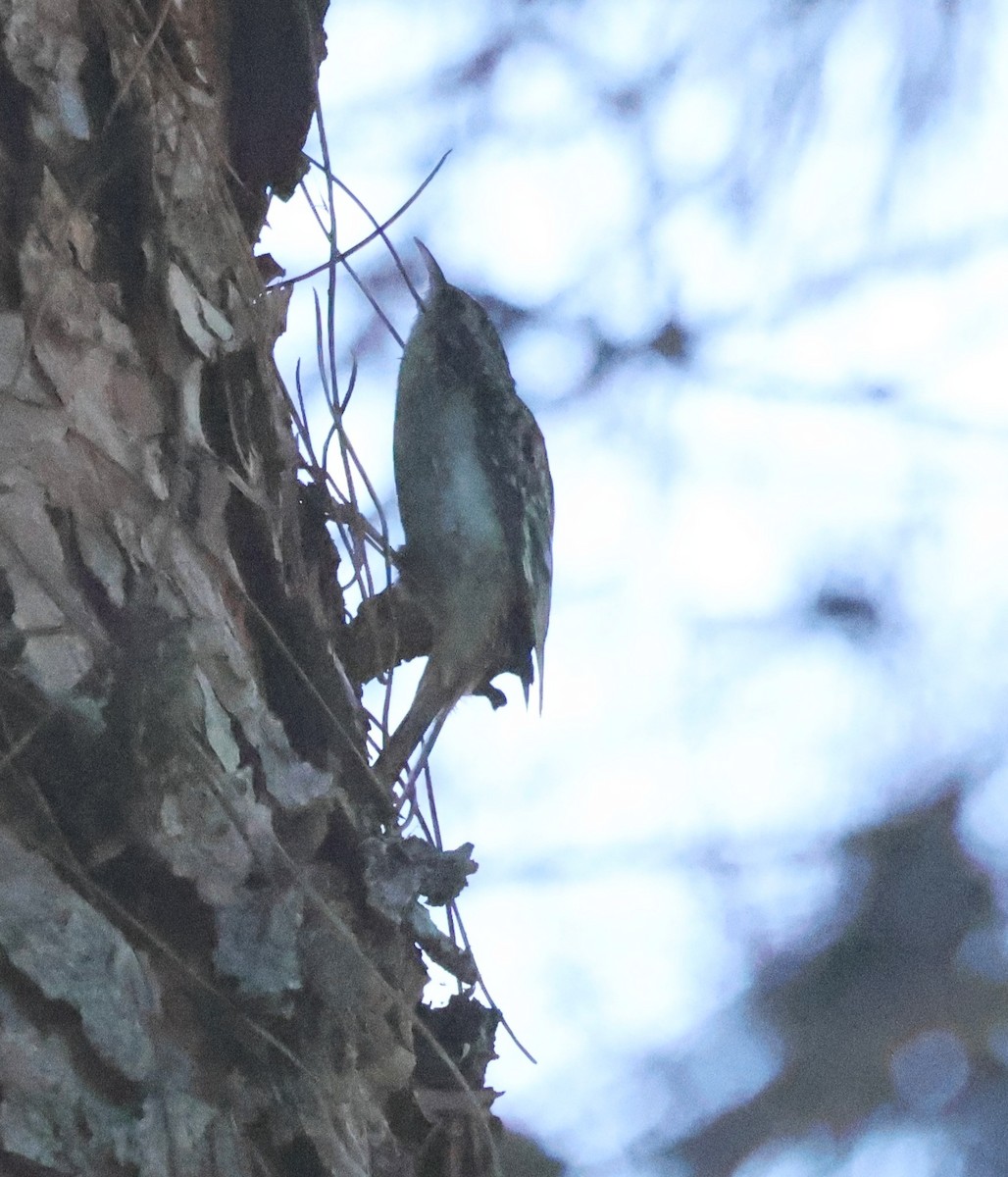 Brown Creeper - ML647524574