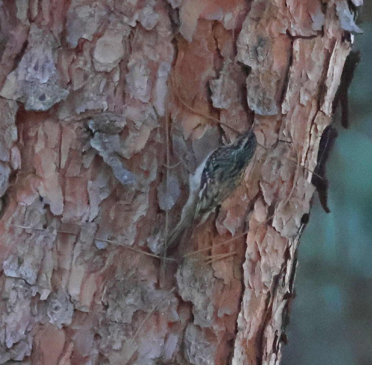 Brown Creeper - ML647524575
