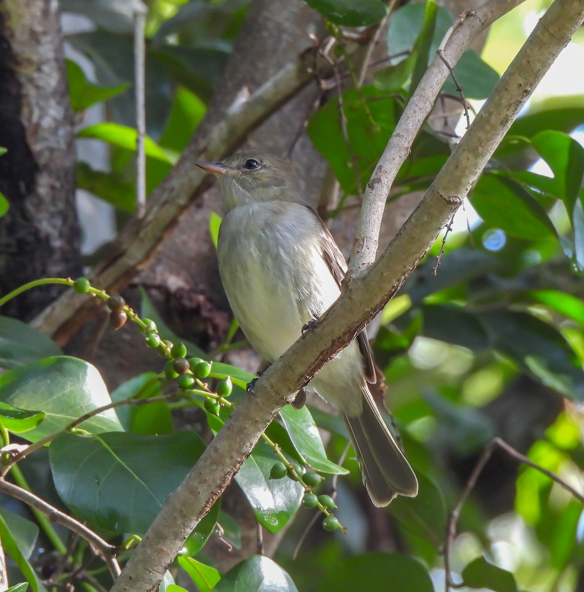 Caribbean Elaenia - ML647524583