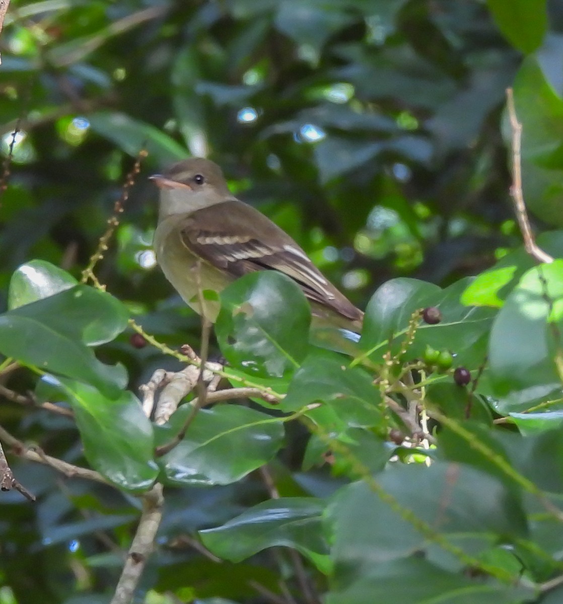 Caribbean Elaenia - ML647524584