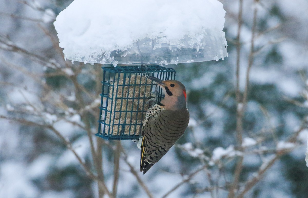 Carpintero Escapulario - ML647524588