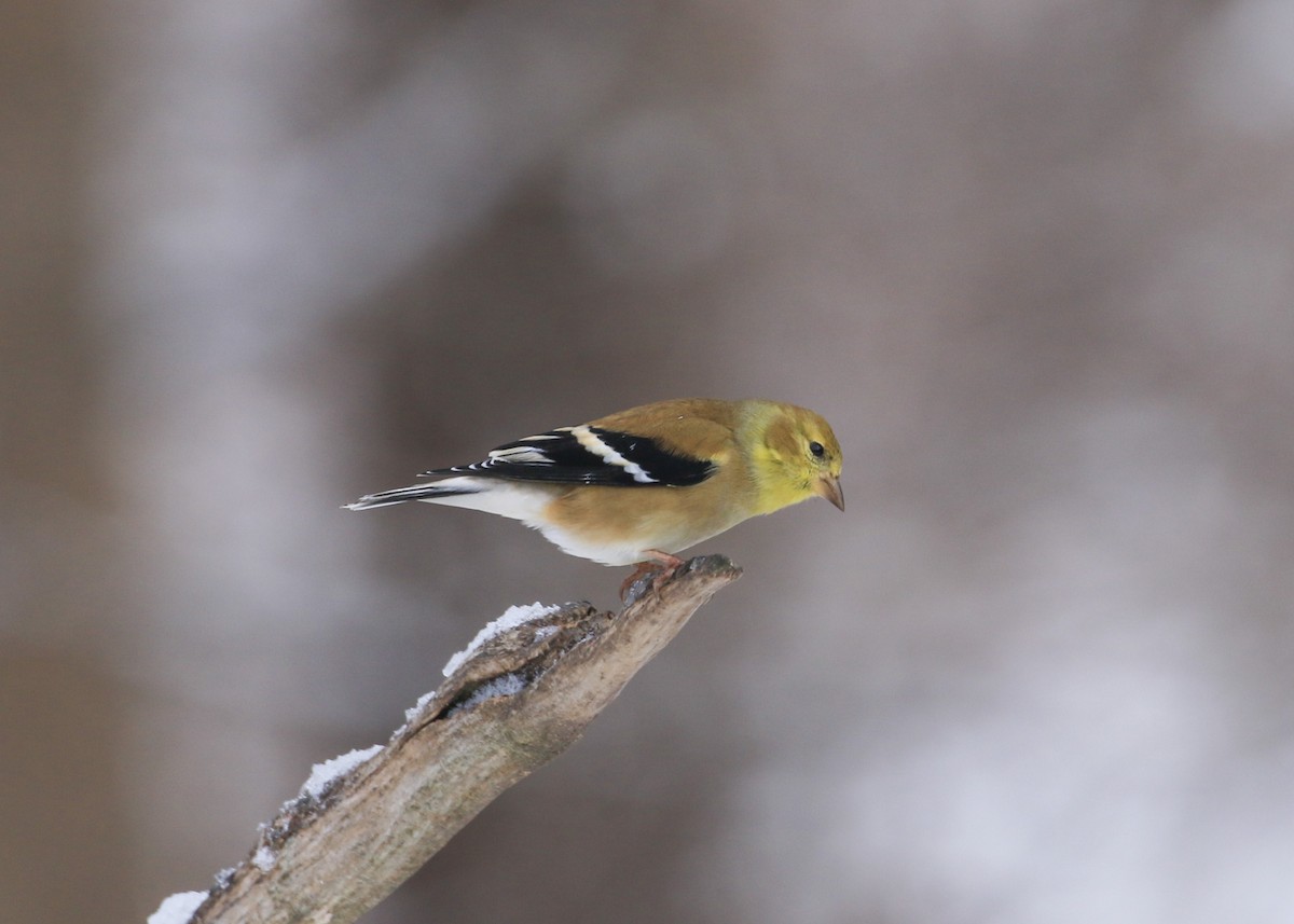 Jilguero Yanqui - ML647524596