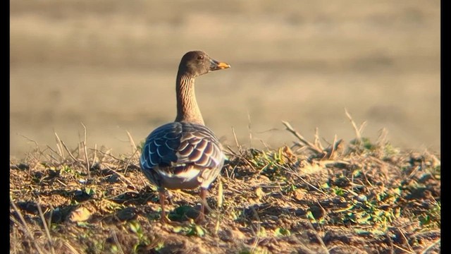 Tundrako antzara hankahoria - ML647524607