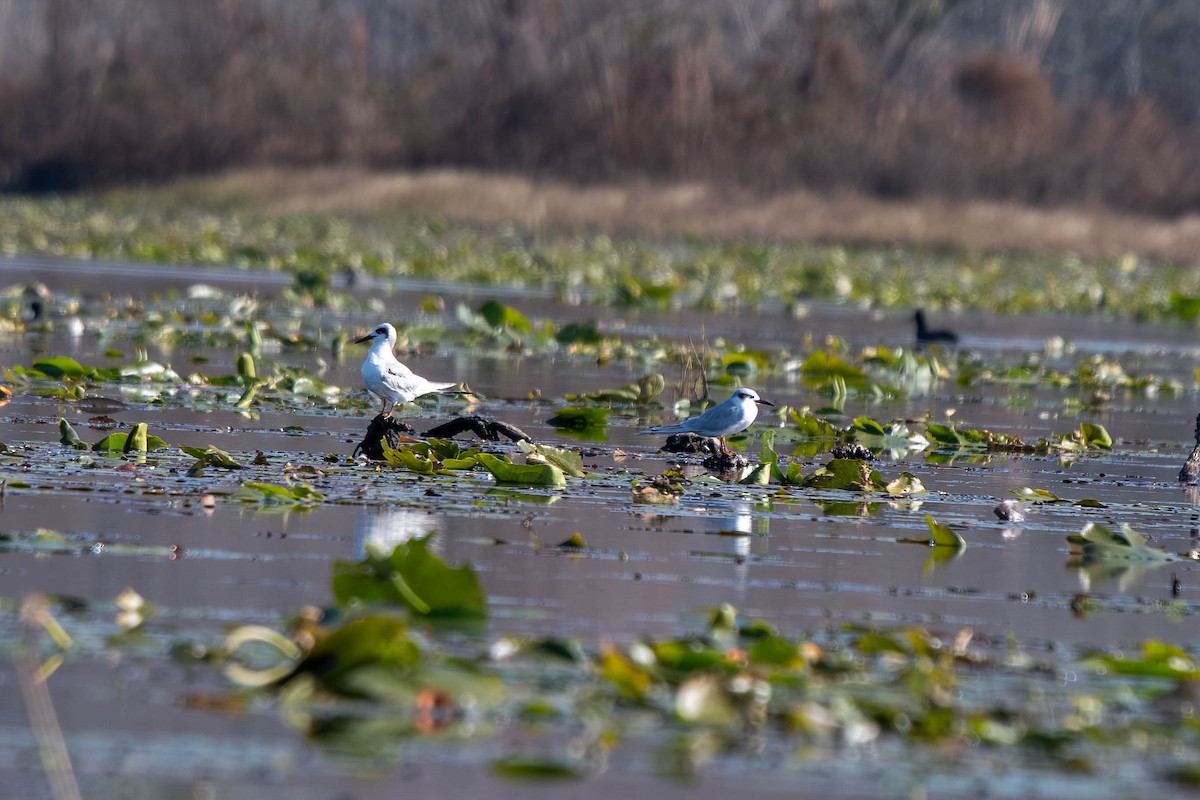 Forster's Tern - ML647524629
