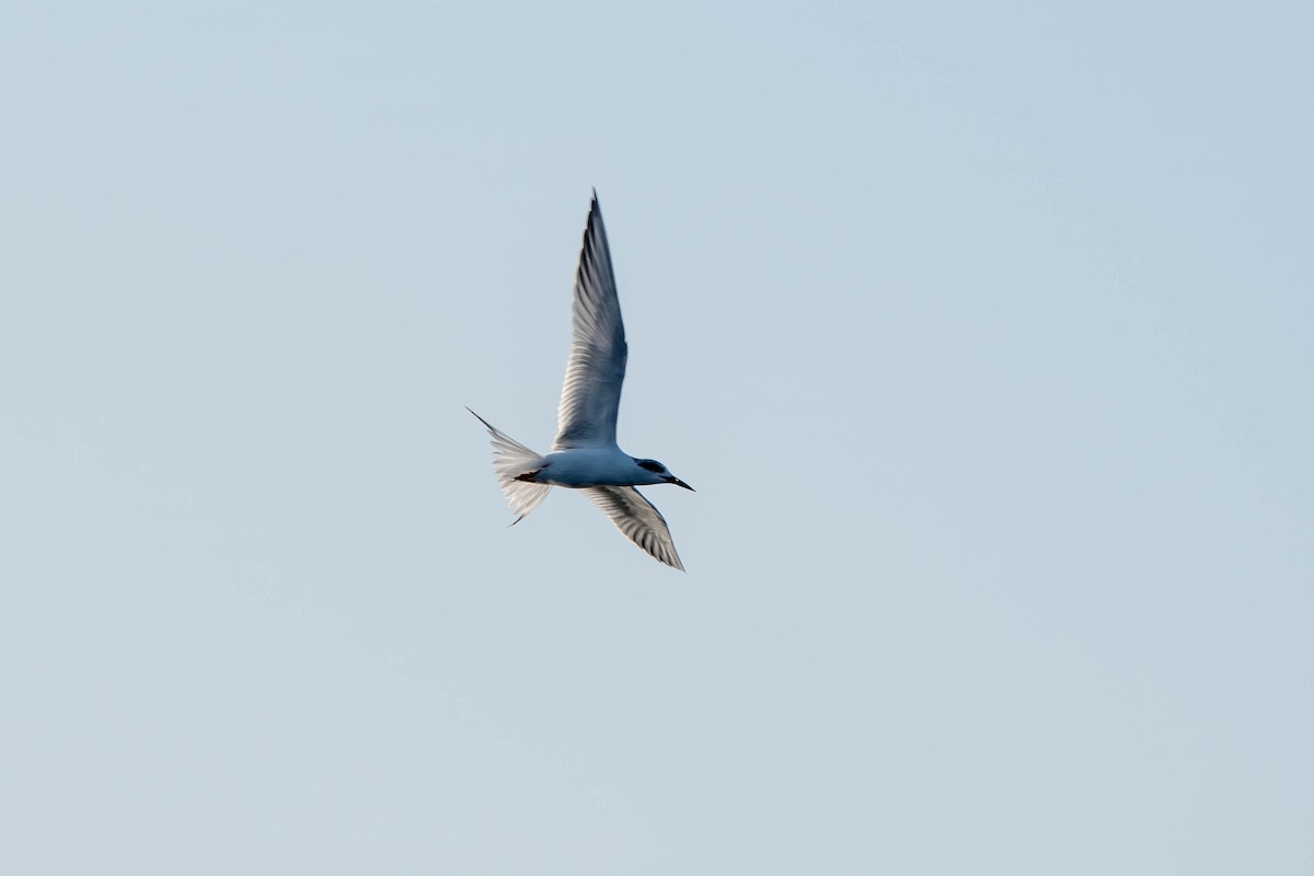Forster's Tern - ML647524630