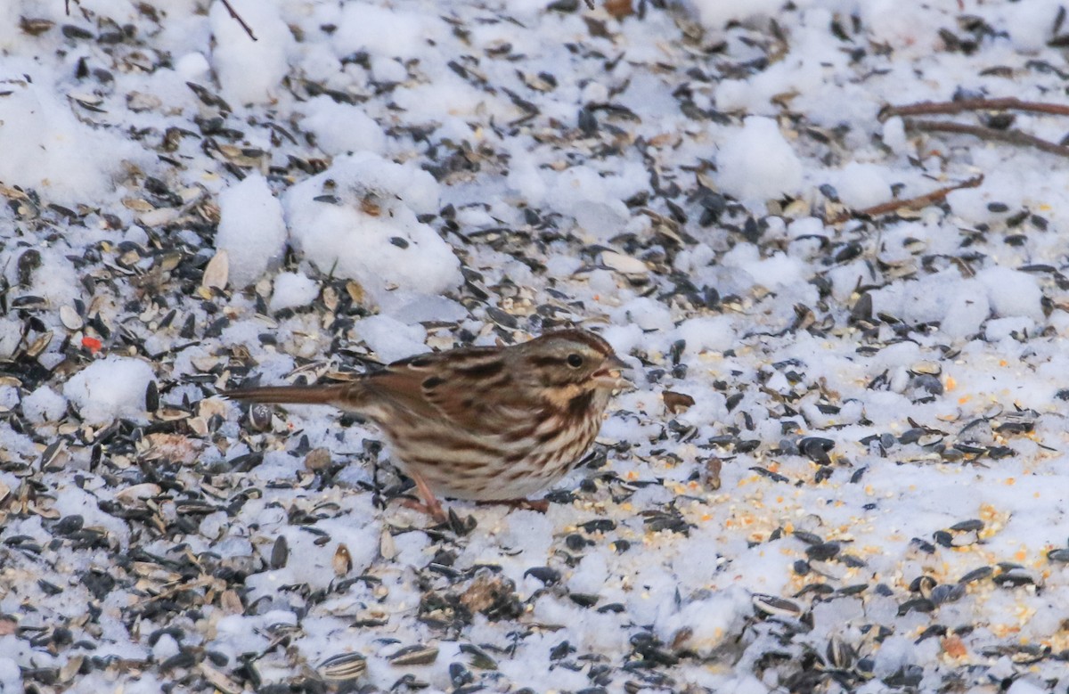 Chingolo Cantor - ML647524641