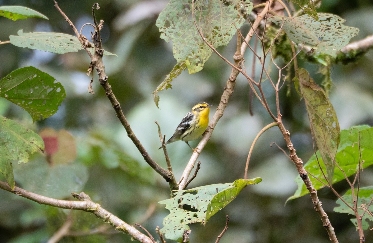 Blackburnian Warbler - ML647524653