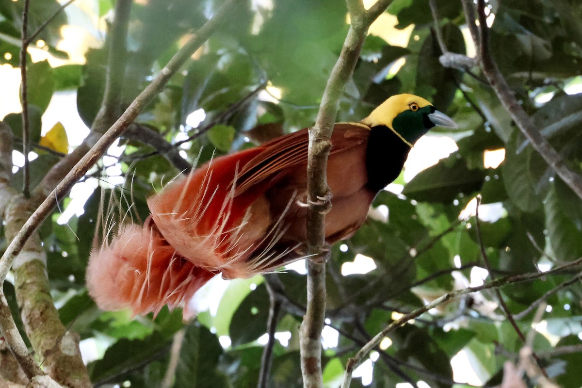 Raggiana Bird-of-Paradise - ML647524669