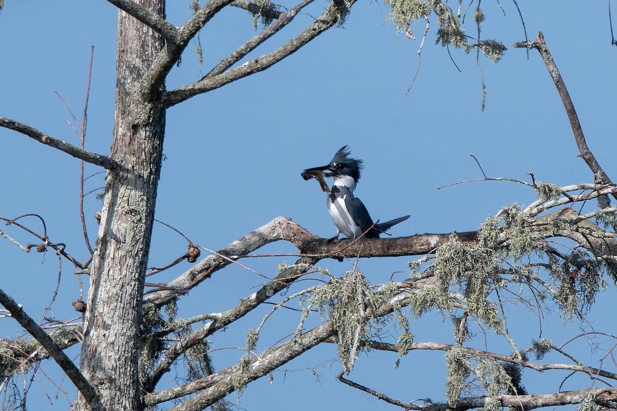 שלדג אמריקני - ML647524672