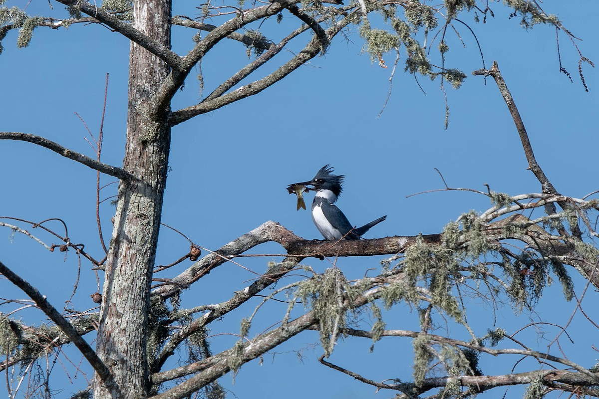שלדג אמריקני - ML647524674