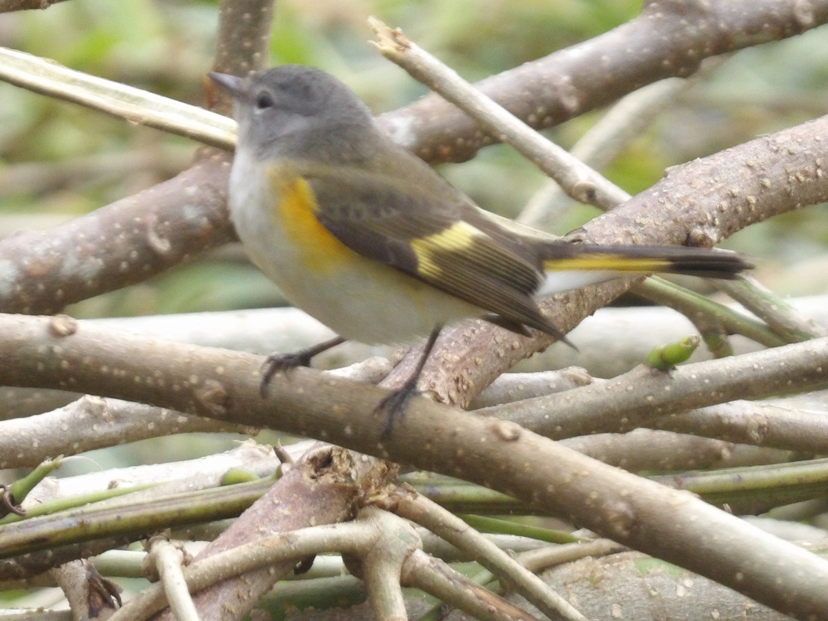 Kızıl Kuyruklu Ötleğen - ML647524690