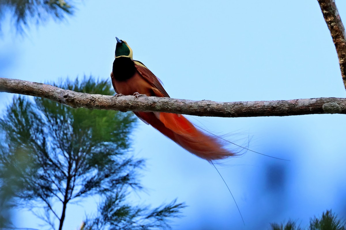 Raggiana Bird-of-Paradise - ML647524691