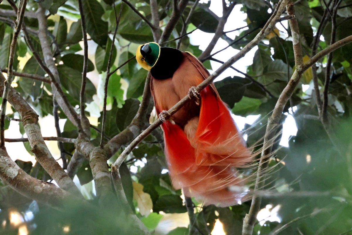 Raggiana Bird-of-Paradise - ML647524706