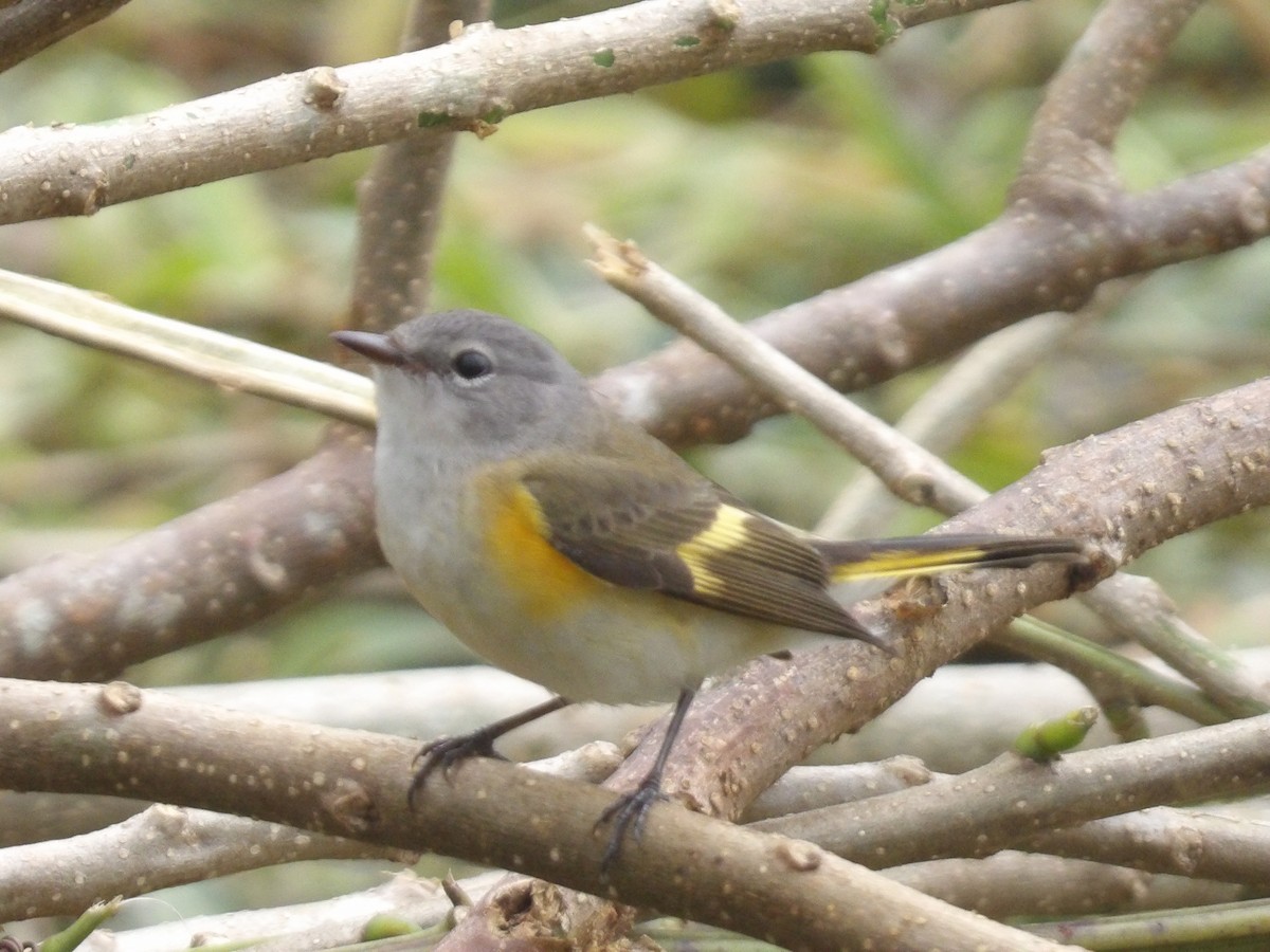 Kızıl Kuyruklu Ötleğen - ML647524714