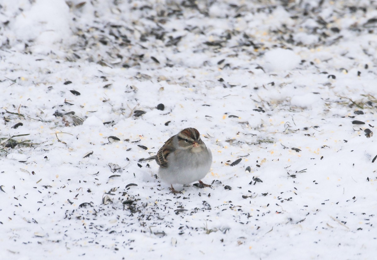 Chipping Sparrow - ML647524717