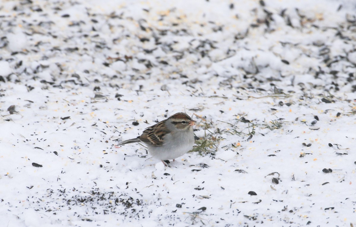 Chipping Sparrow - ML647524721