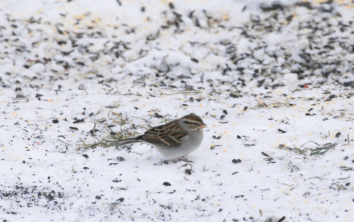 Chipping Sparrow - ML647524724