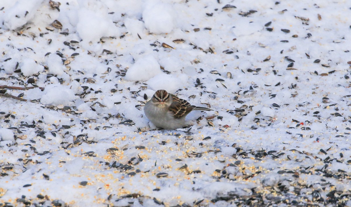 Chipping Sparrow - ML647524727