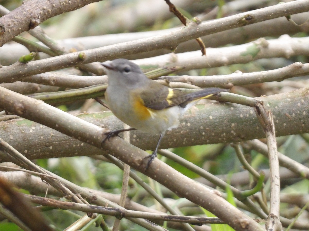 Kızıl Kuyruklu Ötleğen - ML647524734