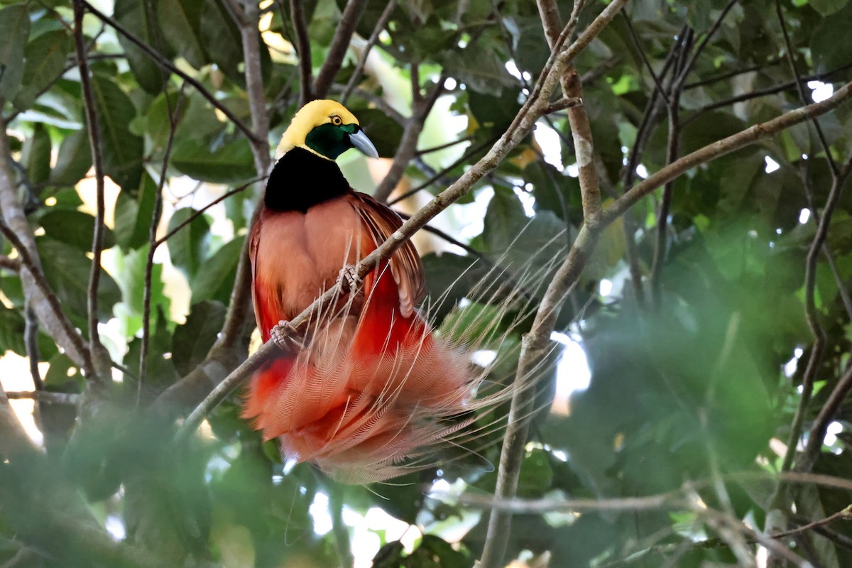 Raggiana Bird-of-Paradise - ML647524737