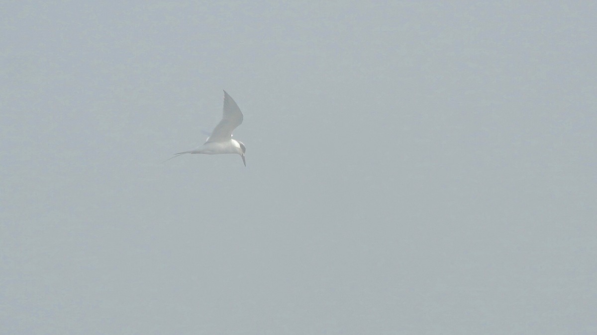 Forster's Tern - ML647524738