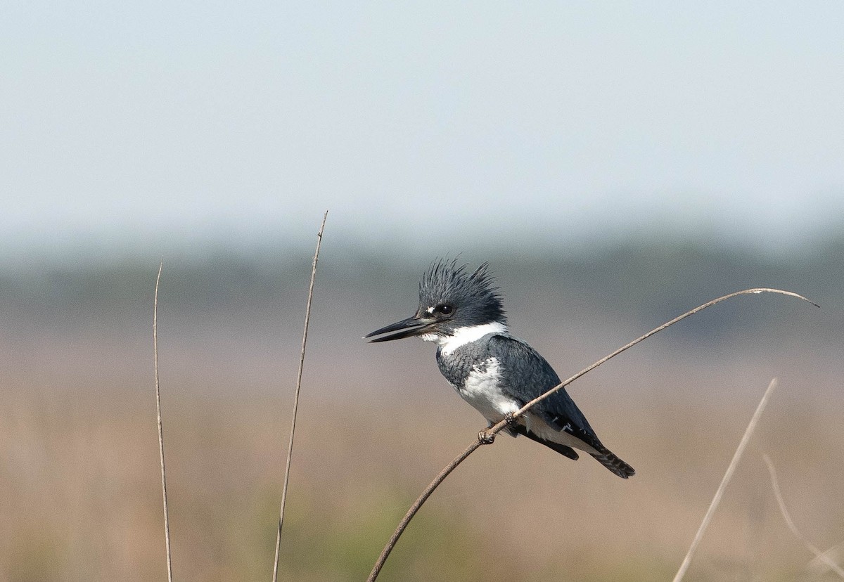 שלדג אמריקני - ML647524743