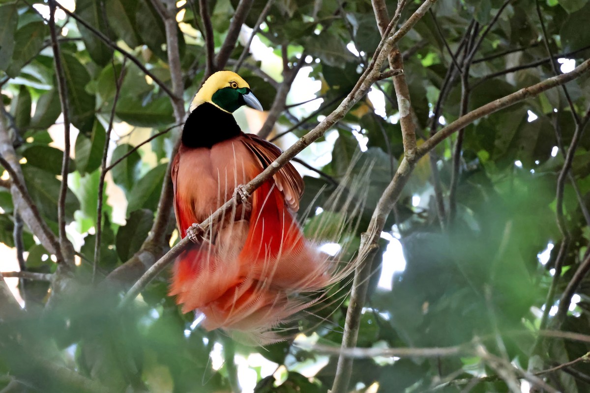 Raggiana Bird-of-Paradise - ML647524744