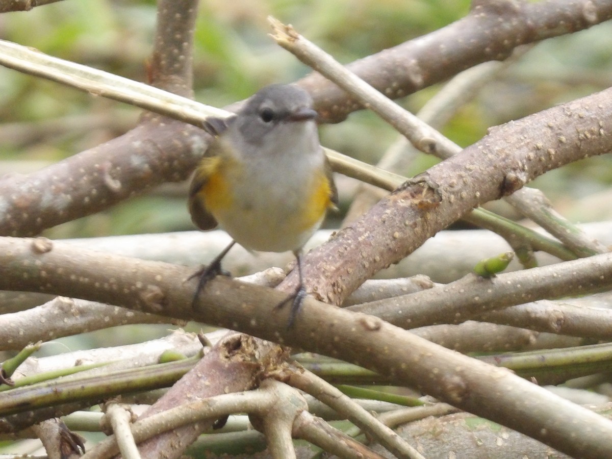 Kızıl Kuyruklu Ötleğen - ML647524745