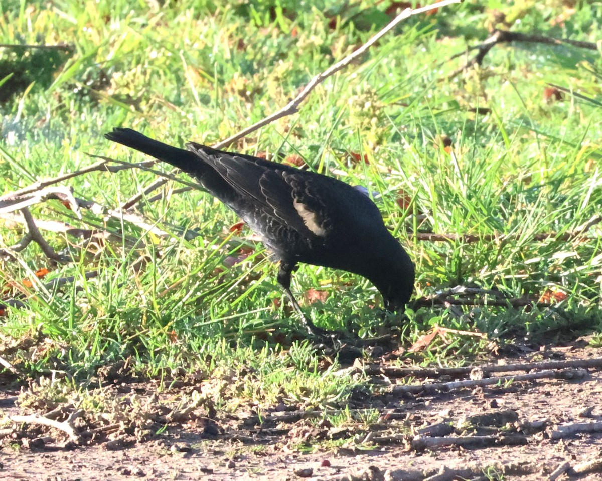 Tricolored Blackbird - ML647524749