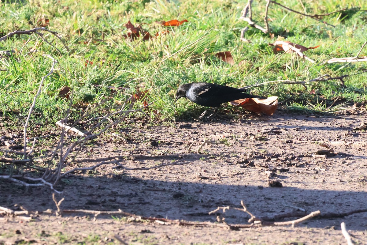 Tricolored Blackbird - ML647524750
