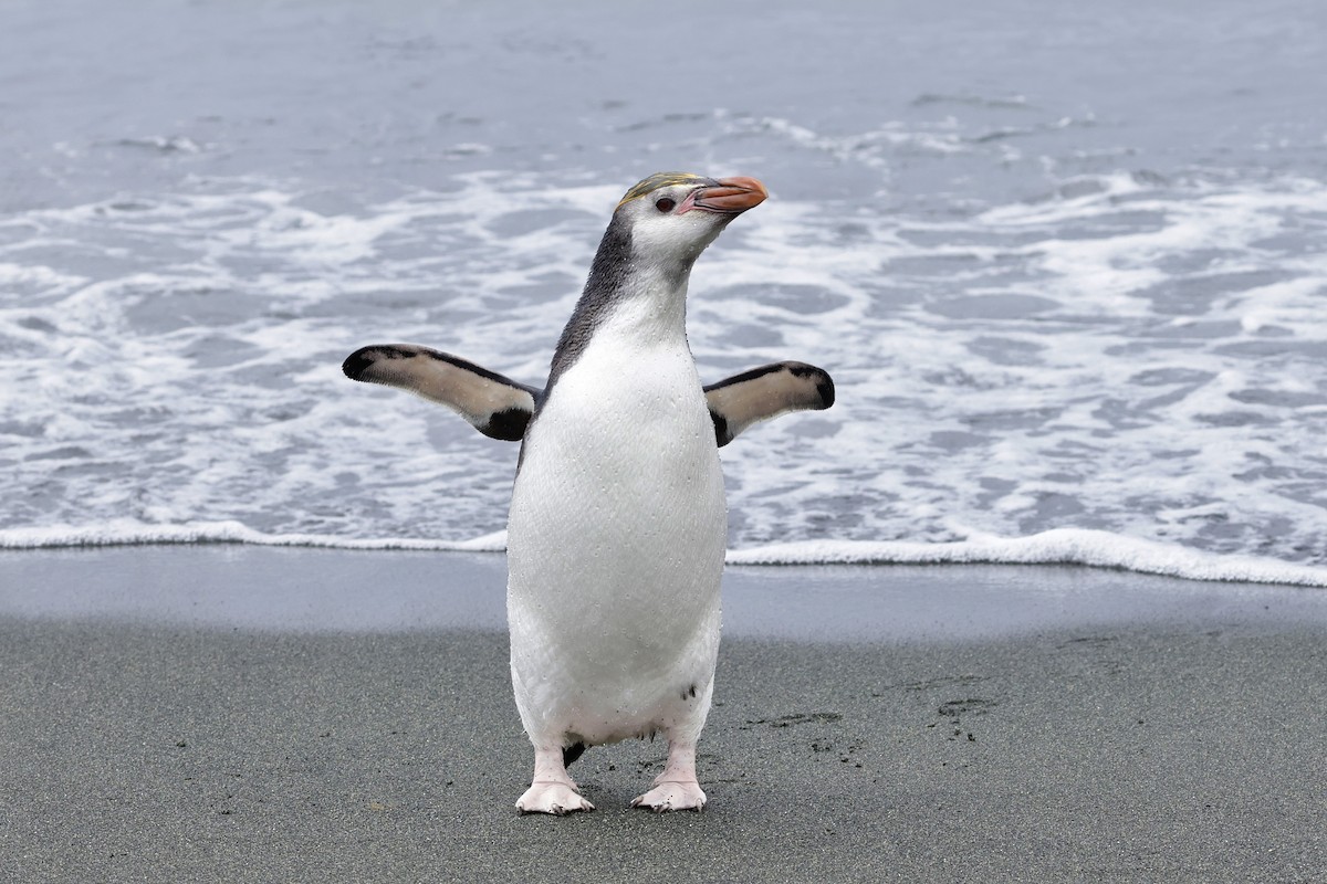 ロイヤルペンギン - ML647524764