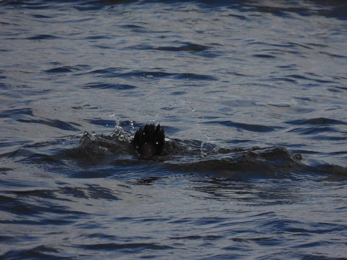 Ahate arlekina - ML647524779